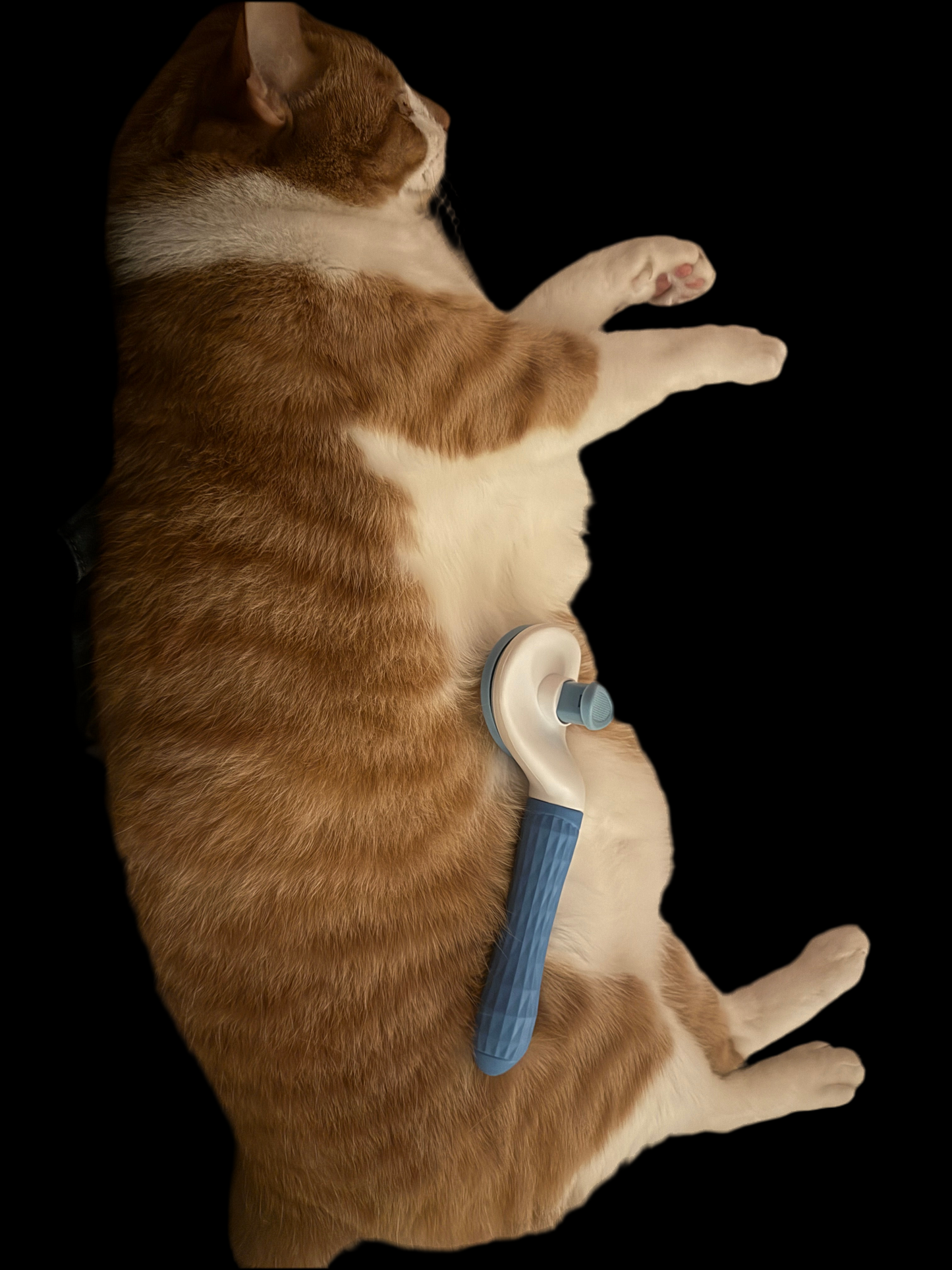 Cats Brush Hair
